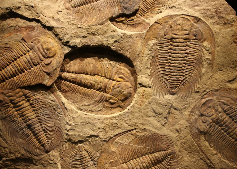 Why are there gaps in the fossil record?